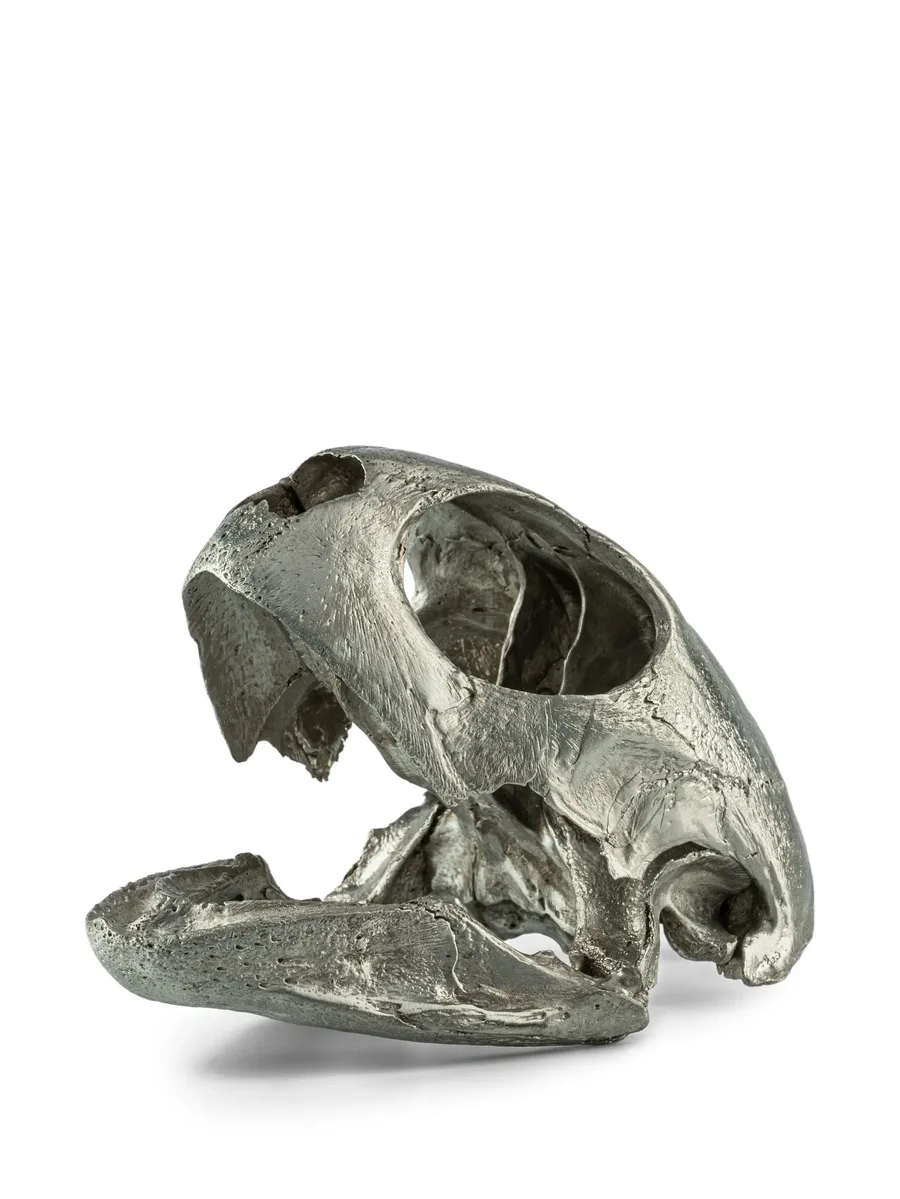 turtle-skull sculpture 1