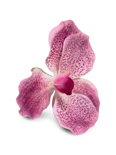 брошь Orchidia